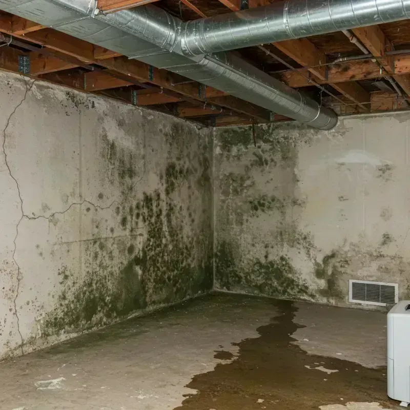 Professional Mold Removal in Hazel Green, AL